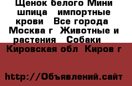 Щенок белого Мини шпица , импортные крови - Все города, Москва г. Животные и растения » Собаки   . Кировская обл.,Киров г.